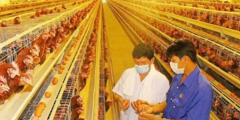 Môi trường sống tác động trực tiếp đến vật nuôi